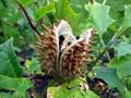 Datura stramonium